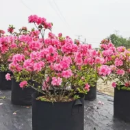 💐New arrival 40% OFF!🌱Micro Aerated Geotextile Plant Grow Bag - Image 9