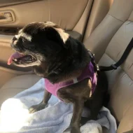 🔥Buy more save more🎁2-in-1 Dog Car Seat Belt & Walking Leash - Image 3