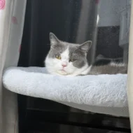 Foldable Cat Window Hammock with Suction Cups - Image 3
