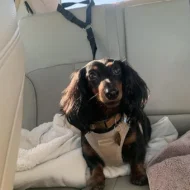 🔥Buy more save more🎁2-in-1 Dog Car Seat Belt & Walking Leash - Image 7
