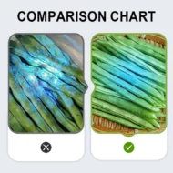 🛡️UV Black Light Flashlight for Vegetable Inspection - Image 2
