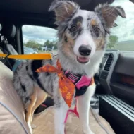 🔥Buy more save more🎁2-in-1 Dog Car Seat Belt & Walking Leash - Image 8