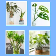 Universal nutrient solution for flowering potted plants - Image 3
