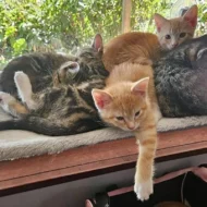Foldable Cat Window Hammock with Suction Cups - Image 5
