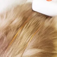2-in-1 Pet Detangling & Grooming Comb - Image 5